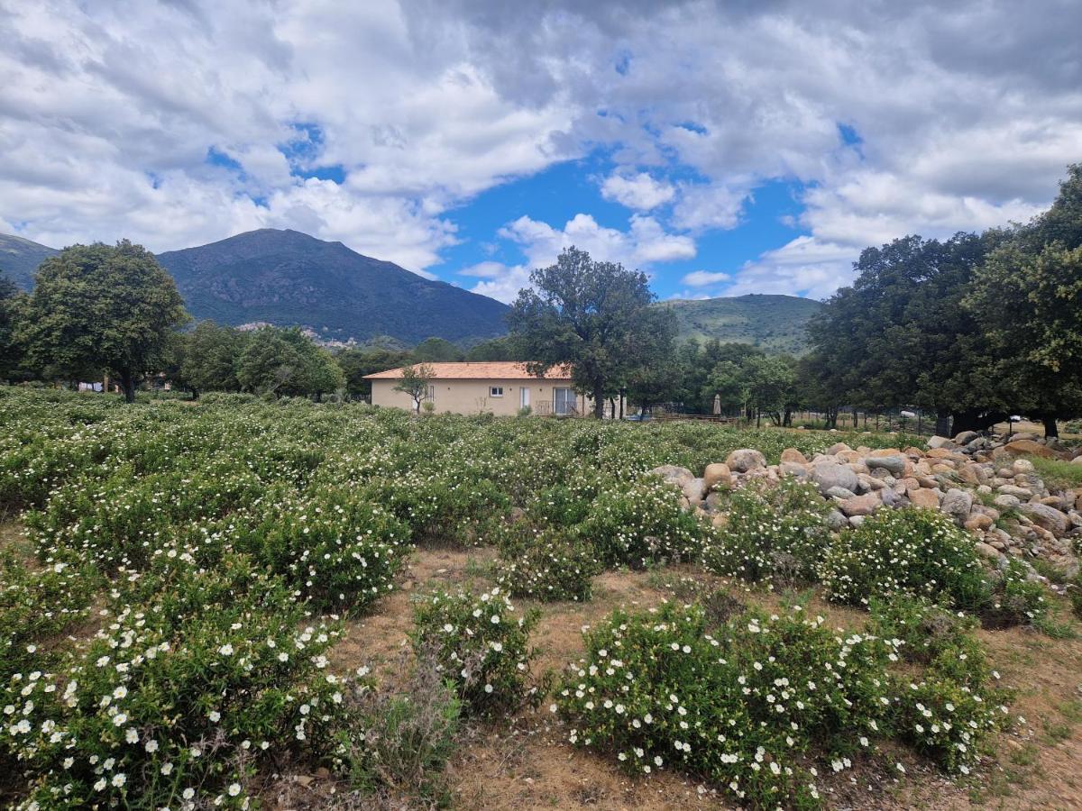 Domaine U Filanciu - Casa Ghjulia - Centru Di Corsica Villa Moltifao Luaran gambar